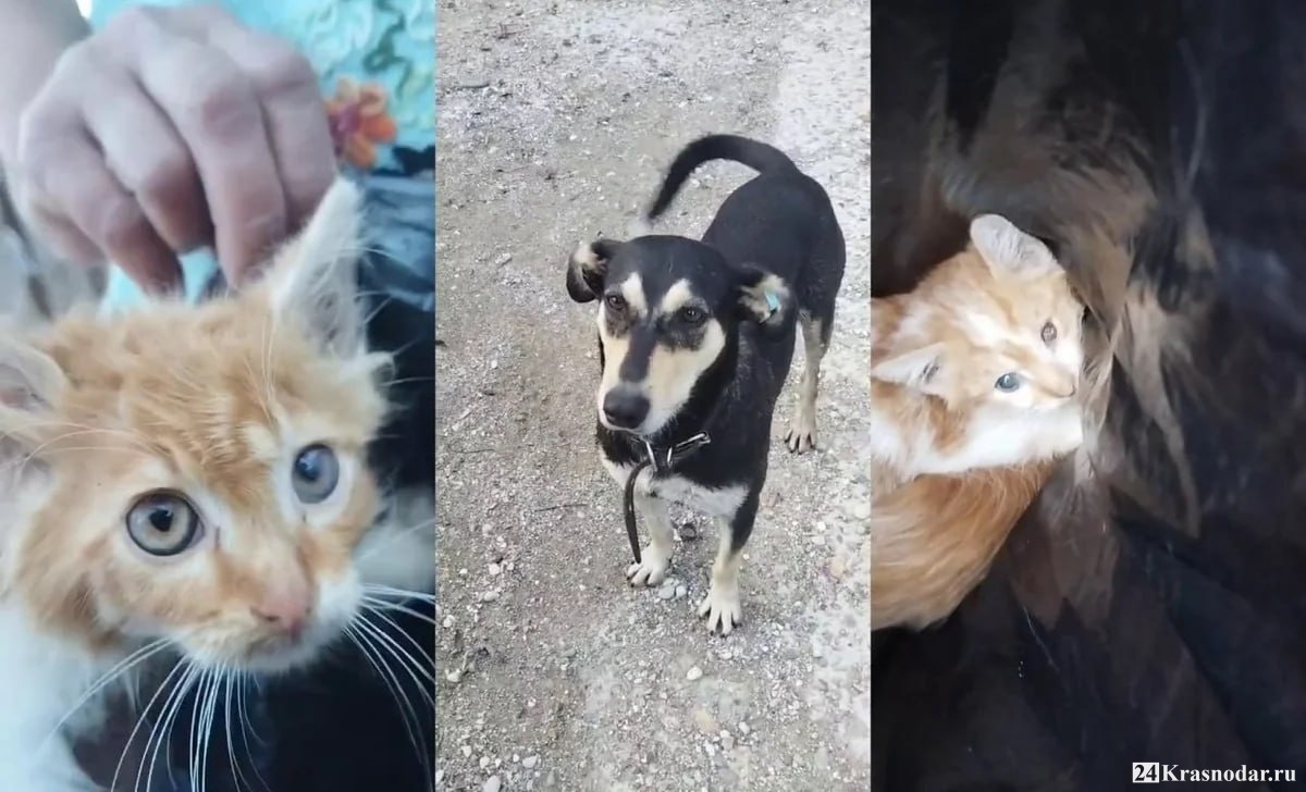 Приютская собака спасла жизнь двум выброшенным котятам в Шепси
