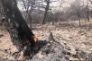 Пожар в Утрише удалось локализовать