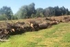 О вырубке деревьев в Народном парке