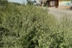 Заросли амброзии в пос. Краснодарском