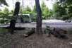 На Яцкова рубят аллею дубов, жители встали живым щитом