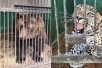 В клетках на сорокоградусной жаре