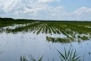 Сильные дожди могут оставить россиян без краснодарского риса