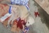 Мужчина забил битой раненую собаку