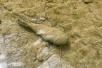 Найденный туристами в Геленджике боеприпас времен Великой Отечественной войны уничтожили взрывотехники Росгвардии
