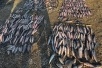 При участии Росгвардии на Кубани пресечено браконьерство с уловом более чем на 600 тысяч рублей
