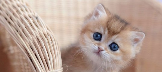 Мошенничество с котятами