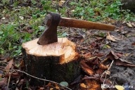 Вырубка зеленых зон
