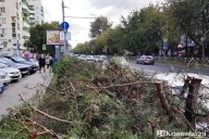 Вырубка деревьев в Краснодаре