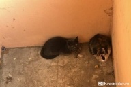 Живодер с ул. Ставропольской