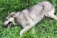 Охота на собак в Черёмушках