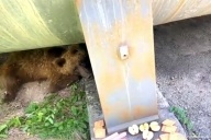 Раненый медвежонок вышел к людям за помощью