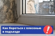 Что делать, если в подъезде завелась плесень? 