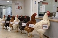 Люди понесли кур в МФЦ